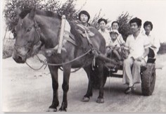 马车在广大农村仍作为普遍交通工具
