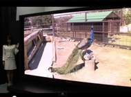 ������NHK����145��8K�ֱ��ʵ����ӵ���