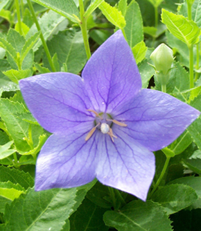 中药煎法不同药效也不同