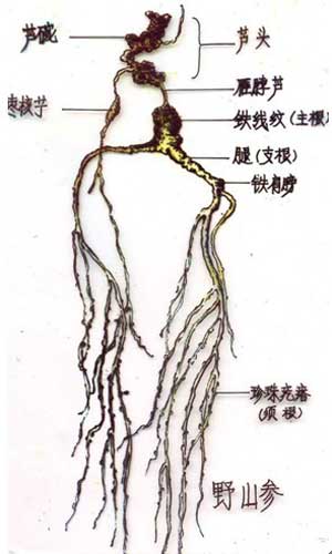 人参如何鉴别及服用?