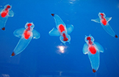 日本展出珍稀冰海精灵