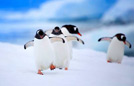 南极中山站企鹅陪你过节