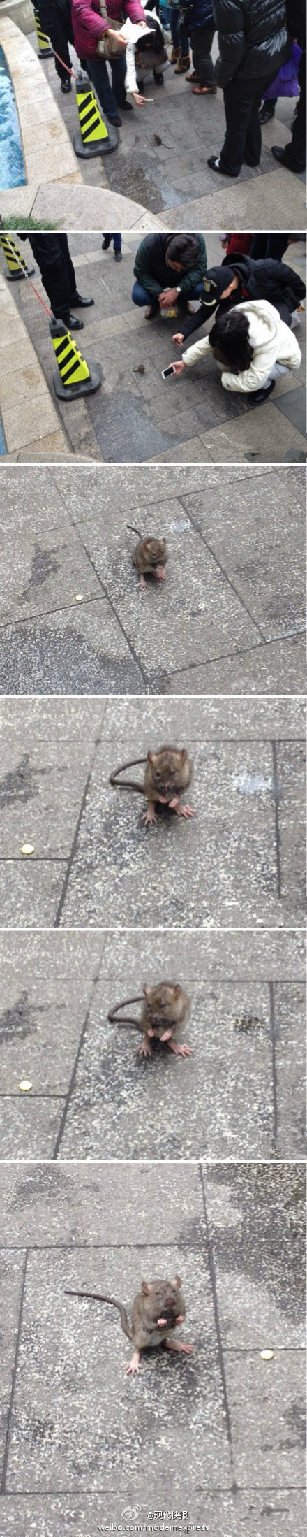 小老鼠过街遭围观举手投降萌翻路人图